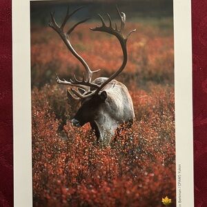 5/$15 Wildlife Art Print with Majestic Cariboo